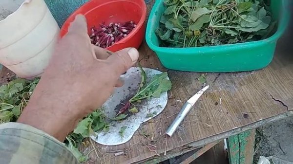 Редис для продажи.