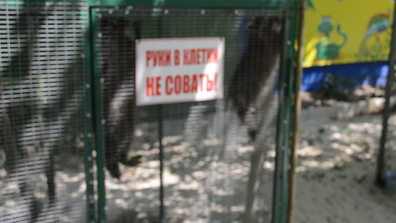 Енот и другие сурикаты в Голубицкой смотреть онлайн