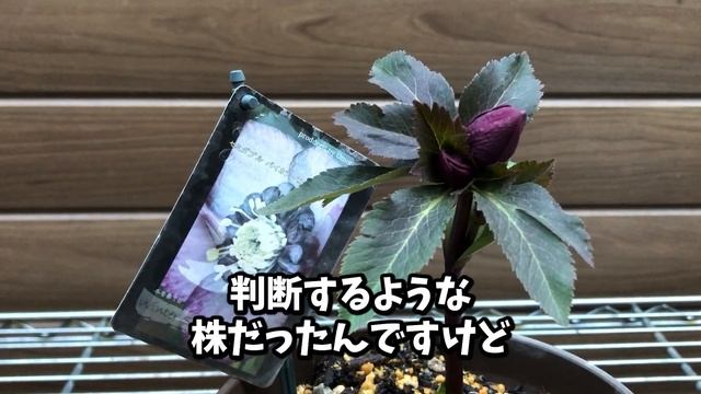 せっかくのつぼみがダメに/今後の教訓/凍結から復活した株/氷の薔薇/プチドール/ウィンターシンフォニー/２９８円の株/ラナンキュラスとハーデンベルギアの寄せ植え【クリスマスローズ】 смотреть онлайн