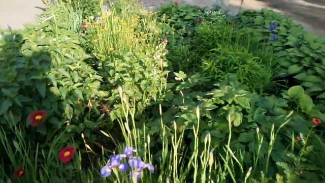 ПРОГУЛКА С СЕМЬЕЙ/ЦВЕТЫ/ИНТЕРЕСНЫЙ ДИАЛОГ смотреть онлайн