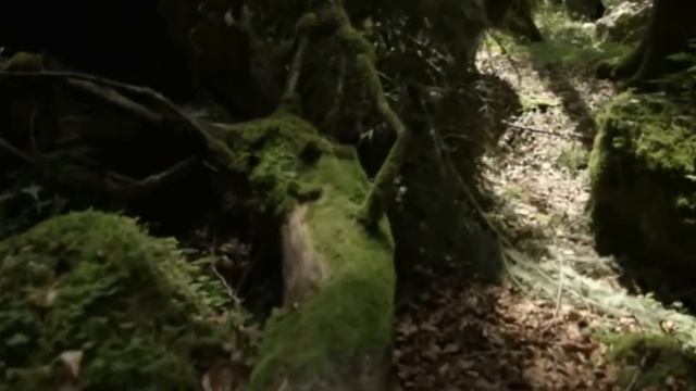 🔊 Obzory - Melissa смотреть онлайн