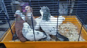 12.04.2025 г Ярмарка ст Бронницы ч. 3 👍