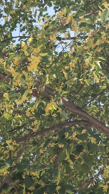 The Linden tree is blooming. Plenty of bees, and hummingbirds. смотреть онлайн