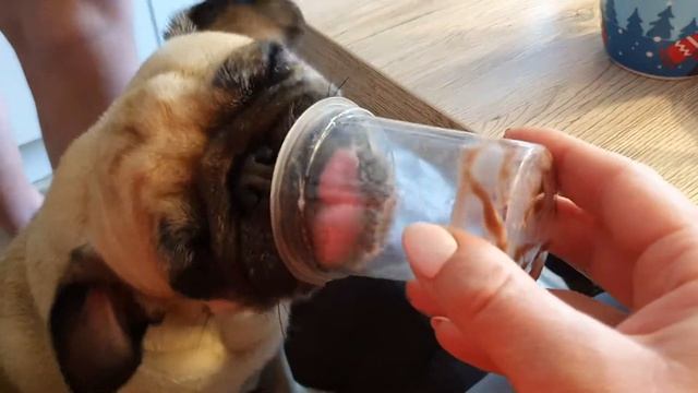 Mops schleckt Pudding aus смотреть онлайн