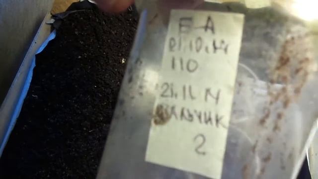 Dendrodrilus rubidus и Eisenia andrea Равняйсь Смирно 21.01.2015 1 смотреть онлайн