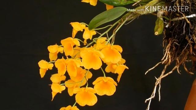 Hoa lan Hoàng thảo thuỷ tiên – Dendrobium farmeri paxt смотреть онлайн