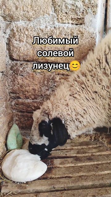 Любимая соль 😃 #юмор #животные #добавки #соль #позитив #овцы смотреть онлайн