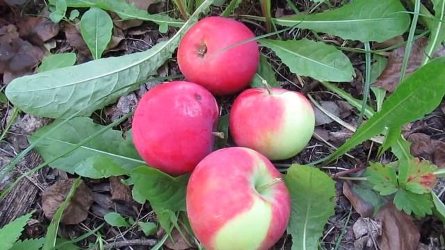 Крест смотреть онлайн