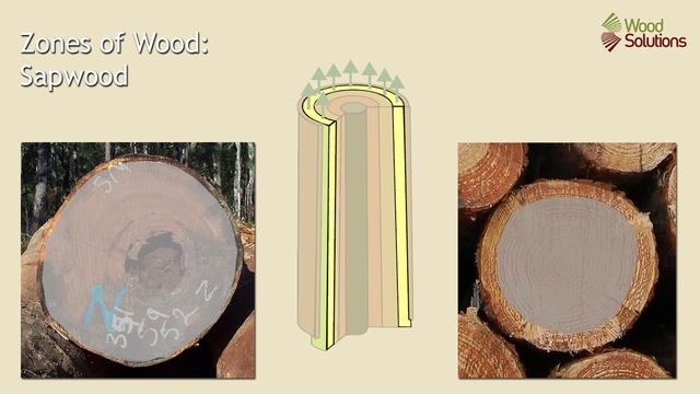 Type of wood: Sapwood, heartwood, heart/pith смотреть онлайн