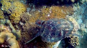 Подводный Мир-Успокаивающая музыка для нервов, целебная музыка для сердца и сосудов, релаксация, муз