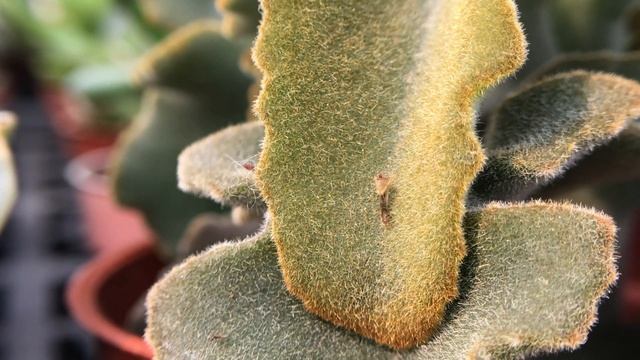 K. beharensis 'Maltese Cross' 多肉植物特寫 姬仙女之舞 смотреть онлайн