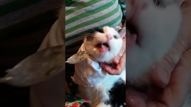 Смоленский кот Барсик на диете смотреть онлайн