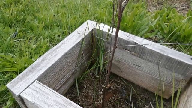 Как посадить помидоры.... смотреть онлайн