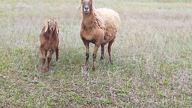 Гиссарская матка со своей ярачкой от Дракулы ( 06.04.2022 г.) +79054444790 смотреть онлайн