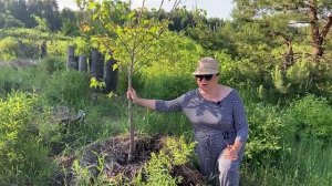 Как пермакультура помогает растениям Часть 2