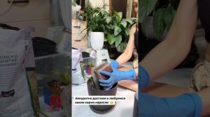 Выращиваем каллы в кашпо.