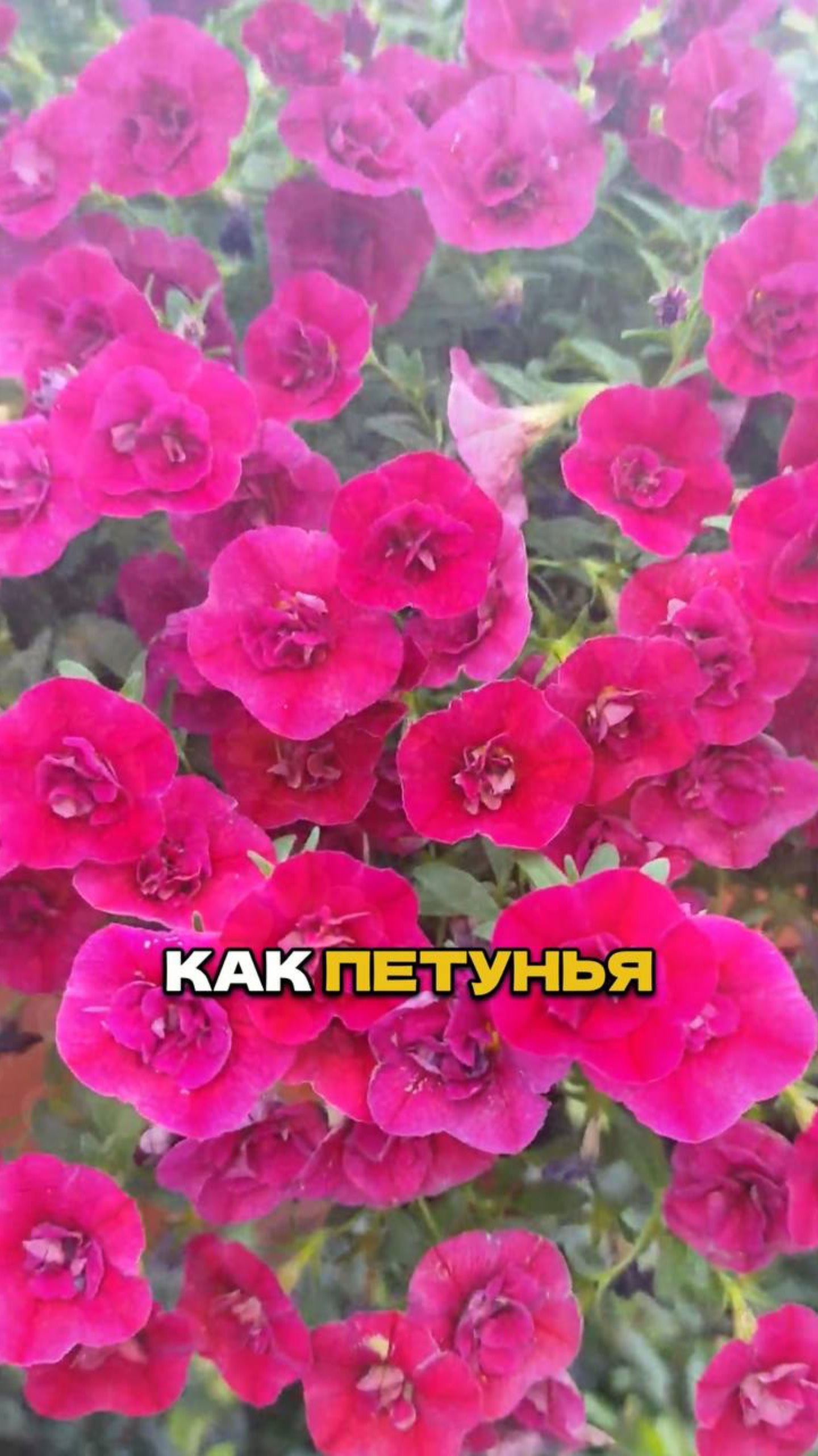 Хватит Сажать Петунии! Вот Идеальная Замена 🌸✋ смотреть онлайн