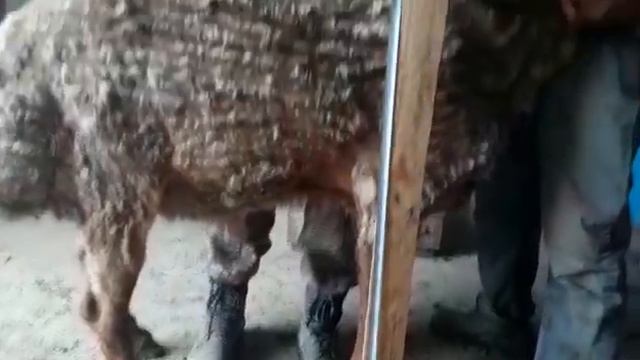 Гиссарский кочкар по кличке Нельсон, замеры когда он был в Алматы р. Казахстан смотреть онлайн