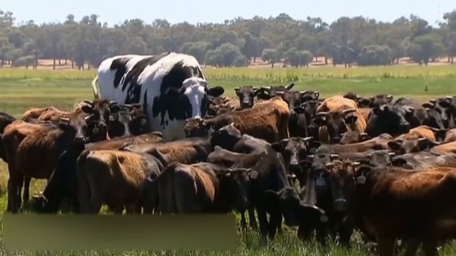 5 Amazing Cows You Should Know About смотреть онлайн