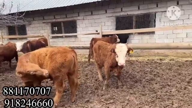 ГОВИ ФРУШИ ЧАНСАР ГОВ МОЛИ ФЕРМА ЗИНДА ВА ТАРОЗУ 18 марта 2024 г. смотреть онлайн