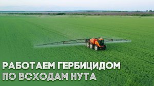 НУТ | Работаем гербицидом по всходам нута |