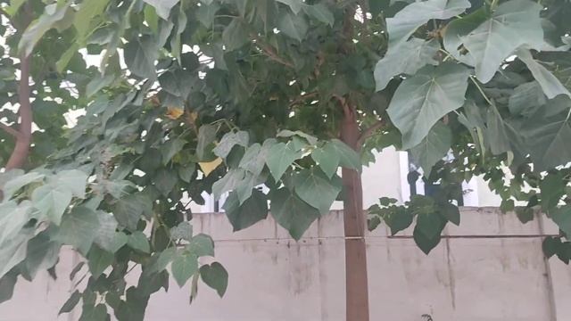 ПАВЛОВНИЯ 777 дневной смотреть онлайн