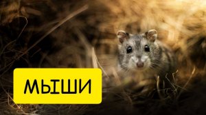 К чему СНЯТСЯ МЫШИ. Мыши во сне. Толкование сна. Сонник