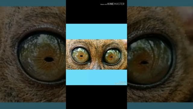 Фокус покус ))) смотреть онлайн