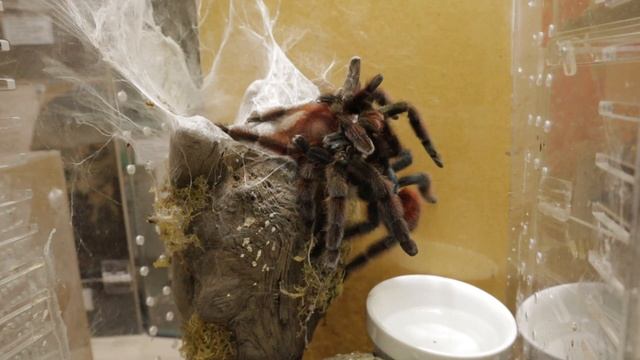 Caribena versicolor katotarantula (Breeding C. versicolor) смотреть онлайн