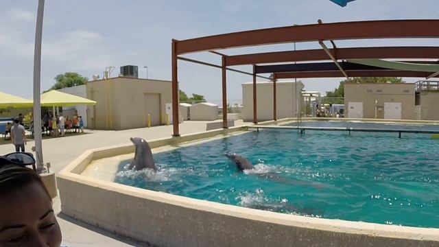 Gopro: Dolphin tour смотреть онлайн
