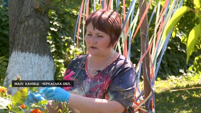 Розкішні троянди: прості поради для садівників смотреть онлайн