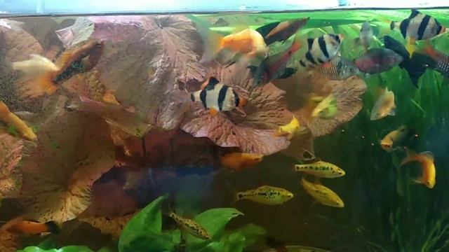 Рыбки смотреть онлайн