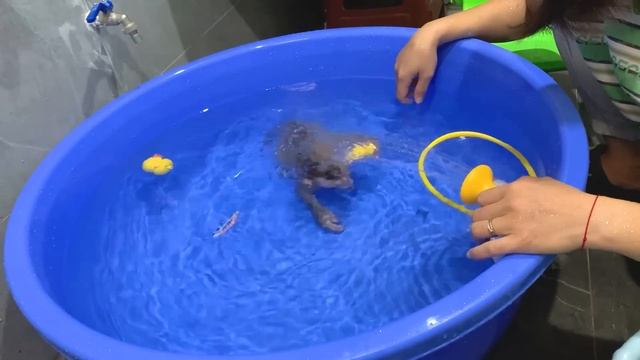 Monkey Puka swims freely in the bathtub, looking so cute смотреть онлайн