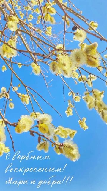 С Вербным Воскресеньем! смотреть онлайн