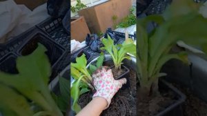 Размножаем Хосты для продажи