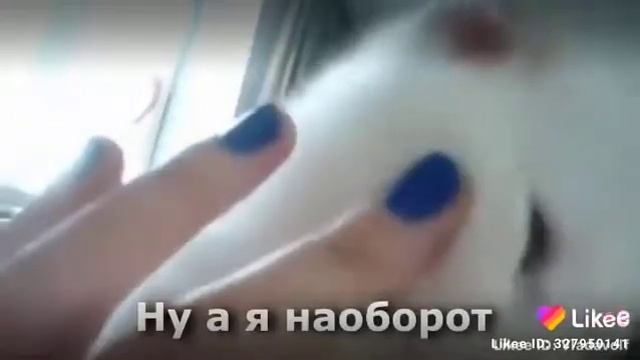 Прыго кот смотреть онлайн