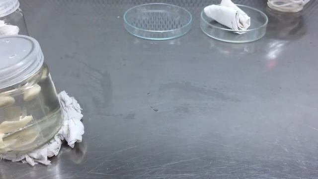 Plant Tissue Culture - Sacha Inchi (Plukenetia Volubilis)