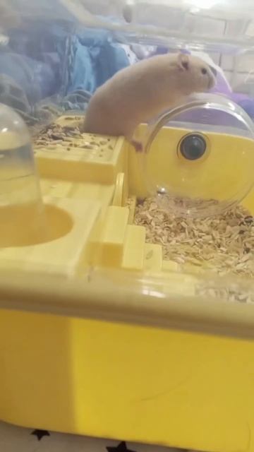 Хомячок Персик осваивает колесо 😆 смотреть онлайн