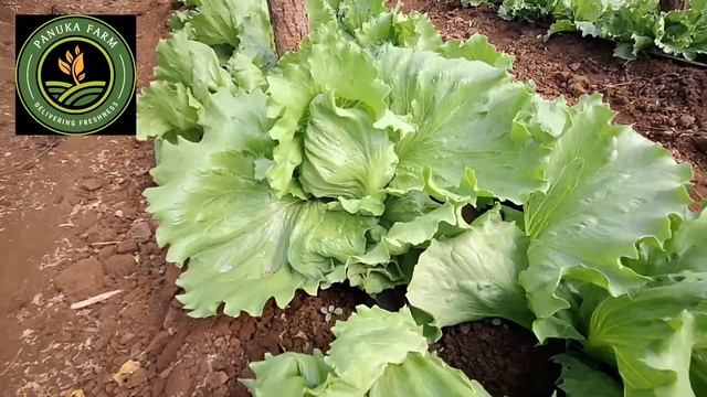 Our Iceberg Lettuce Production: Quality, Quantity &Consistency смотреть онлайн