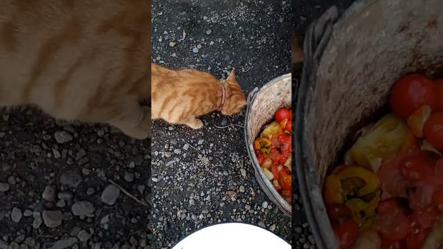 Кот ест помидоры💕🍅 смотреть онлайн