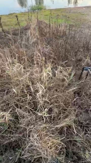 Поиск в густой траве Альфамарин 5000. смотреть онлайн