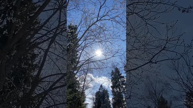 МАГИЯ ВЕРБЫ# ЭТО ДЕРЕВО ПОМОЖЕТ ПРЕОДОЛЕВАТЬ ТРУДНОСТИ