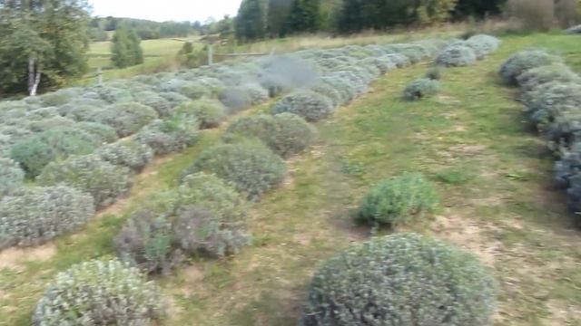 401 - DO WYSP SZCZĘŚLIWYCH - 1979 r.[OFFICIAL FILM - 2015 r.] Autor - Janusz Laskowski смотреть онлайн