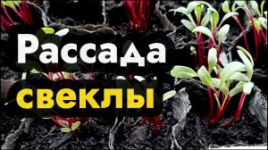 Выращивание свеклы рассадой - как вырастить свеклу рассадой