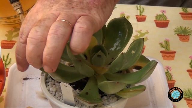 Como Eliminar Fungos de Pinta Preta e Cochonilhas das Suculentas смотреть онлайн
