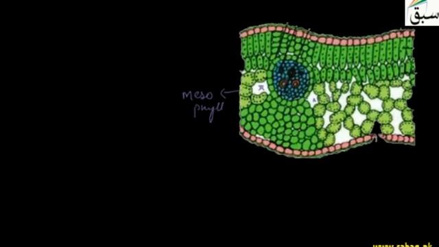 Gaseous Exchange in Plants, Biology Lecture | Sabaq.pk смотреть онлайн