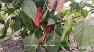 Перец для гриля Рамиро