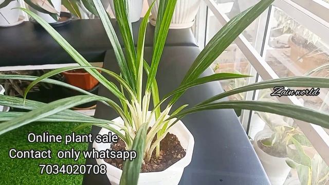ഇൻഡോർ വെറൈറ്റികൾ കാണാനും വാങ്ങാനും /Gardening Malayalam/Garden Tour/Zain world смотреть онлайн