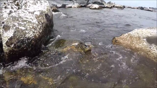 AULANI/MAUI FAMILY VACATION | VLOG #2 смотреть онлайн