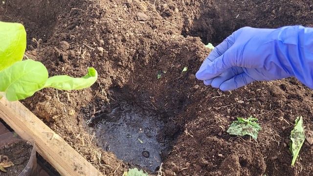 ЧТО ПОЛОЖИТЬ В ЛУНКУ ДЛЯ БОГАТОГО УРОЖАЯ ПРИ ВЫСАДКЕ БАКЛАЖАНОВ В ТЕПЛИЦУ смотреть онлайн